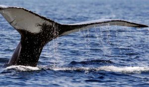 L'Islande compte arrêter la chasse à la baleine à partir de 2024