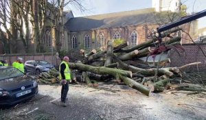 Déblayage de l’arbre centenaire tombé dans la rue Saint-Gabriel à Lille