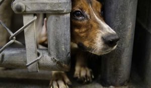 Espagne : le gouvernement adopte un projet de loi de protection animale