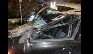 Lille: un jeune homme miraculé après la chute d’un arbre sur sa voiture