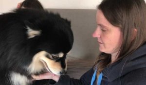 Kyrja, chienne finnoise élevée à Hinges, va défendre sa race au Salon de l'agriculture