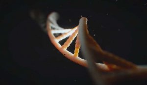 Stocker nos données numériques sur ADN