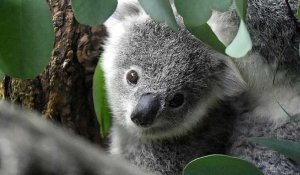 Australie : le koala est désormais une espèce officiellement en danger