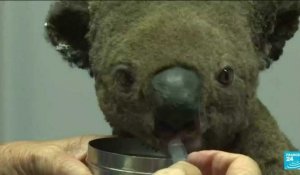 L'Australie considère les koalas "en danger"