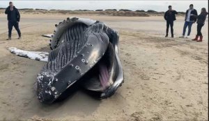 Calais: une  baleine à bosse échouée sur la plage