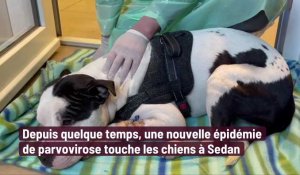 Une épidémie de parvovirose touche les chiens à Sedan