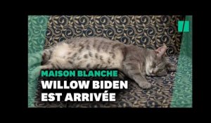 Willow, la chatte de Jill et Joe Biden est à la Maison Blanche