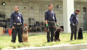 Kaboul : les chiens abandonnés de l’aéroport pourraient reprendre du service