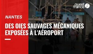 VIDÉO. À l'aéroport de Nantes, des oies sauvages mécaniques prennent leur envol