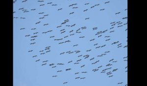 Eyne - plus de 200 000 oiseaux comptés sur le spot de migration
