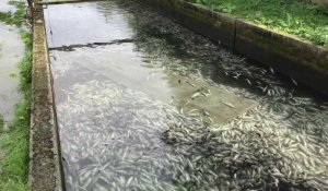 Des tonnes de poissons morts à la pisciculture