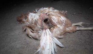 Flavacourt. Vegan Impact diffuse des vidéos de poules «en souffrance» dans la Ferme du Pré