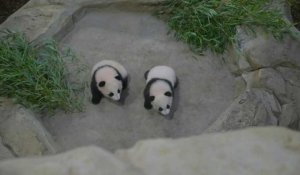 Les bébés pandas du zoo de Beauval font leur première sortie publique