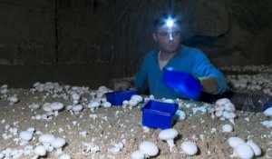 Les producteurs de champignons de Paris luttent pour leurs traditions