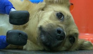 Russie: une chienne martyrisée remarche après la pose de quatre prothèses