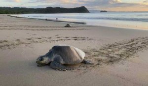 Les tortues de mer du Nicaragua pondent leurs œufs sur la plage