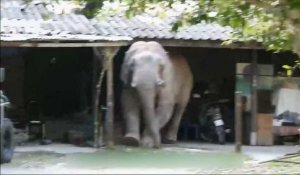 Thaïlande : une cohabitation de plus en plus difficile avec les éléphants sauvages