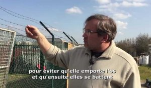 Parc Saint-Léger : «One Voice ? Des prédateurs qui s'acharnent pour faire le buzz»