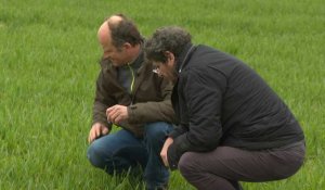 Dans les Deux-Sèvres, chercheurs et agriculteurs coopèrent pour réduire les produits chimiques