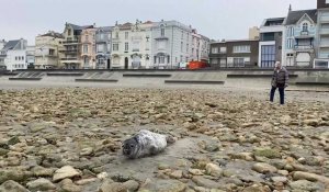 Wimereux : Un bébé phoque rate la marée et reste bloqué sur la plage