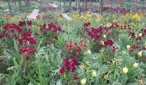 Giverny. De nouvelles variétés dans les jardins de Claude Monet