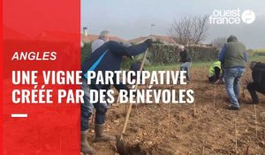VIDÉO. Dans ce bourg de Vendée, des bénévoles plantent une vigne participative