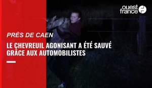 VIDÉO. Un chevreuil secouru près de Caen grâce à des automobilistes 