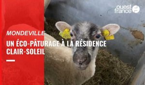 VIDÉO. De jeunes moutons viennent pâturer à la résidence Clair-Soleil à Mondeville