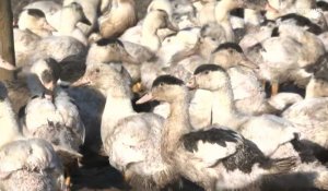 La grippe aviaire menace la France : 10 millions de volailles abattues