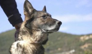 En Albanie, la retraite des chiens de police