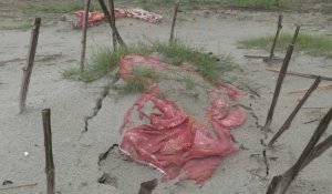 La crue saisonnière du Gange expose les tombes des morts liés au Covid en Inde