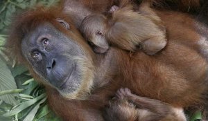 Angleterre : Naissance à Chester d’un bébé orang-outan, une des espèces les plus menacées du monde