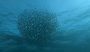 Fascinante course de sardines au large de l'océan Indien