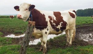 Guiscard. Fromage au lait cru : comment fabrique-t-on le Rollot ?