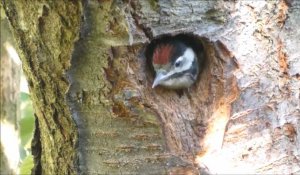 Oiseaux au parc Malbezin de Carvin