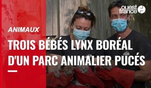 VIDÉO. Premier examen médical pour trois bébés lynx en Moselle