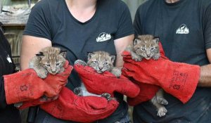 Moselle: premier examen médical pour trois bébés lynx au parc animalier de Sainte-Croix