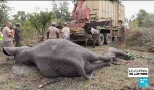 Malawi : 250 éléphants relocalisés dans un parc où l'espèce avait quasiment disparu