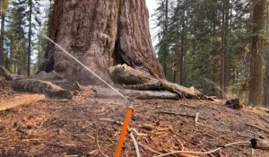 États-Unis: un violent incendie menace les séquoias géants du parc de Yosemite