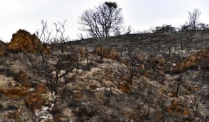 Canicule en Espagne : les incendies ravagent des dizaines de milliers d'hectares
