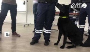 Armes, munitions, drogues...Les chiens des douanes flairent la fraude