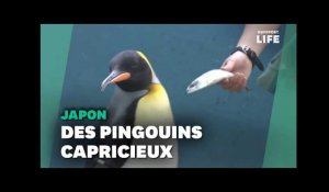 Des pingouins refusent qu'on baisse la qualité de leur poisson