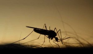 Invasion de moustiques dans le sud de la France