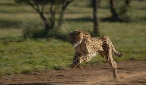 Namibie : le chien de berger, un allié inattendu dans la protection des guépards