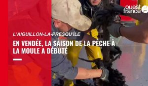 VIDÉO. En Vendée, la saison de la pêche aux moules a débuté