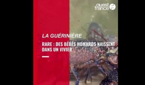 VIDEO. Vendée. Des bébés homards naissent dans un vivier en captivité