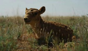 Kazakhstan : légalisation de la chasse d'une antilope autrefois menacée