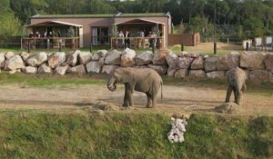 Au zoo de Thoiry, un séjour singulier en tête à tête avec des éléphants