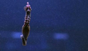 La mer Piccolo : un havre de biodiversité menacé par le trafic illégal et la pollution