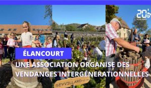 Elancourt (78) : Une association organise des vendanges intergénérationnelles 